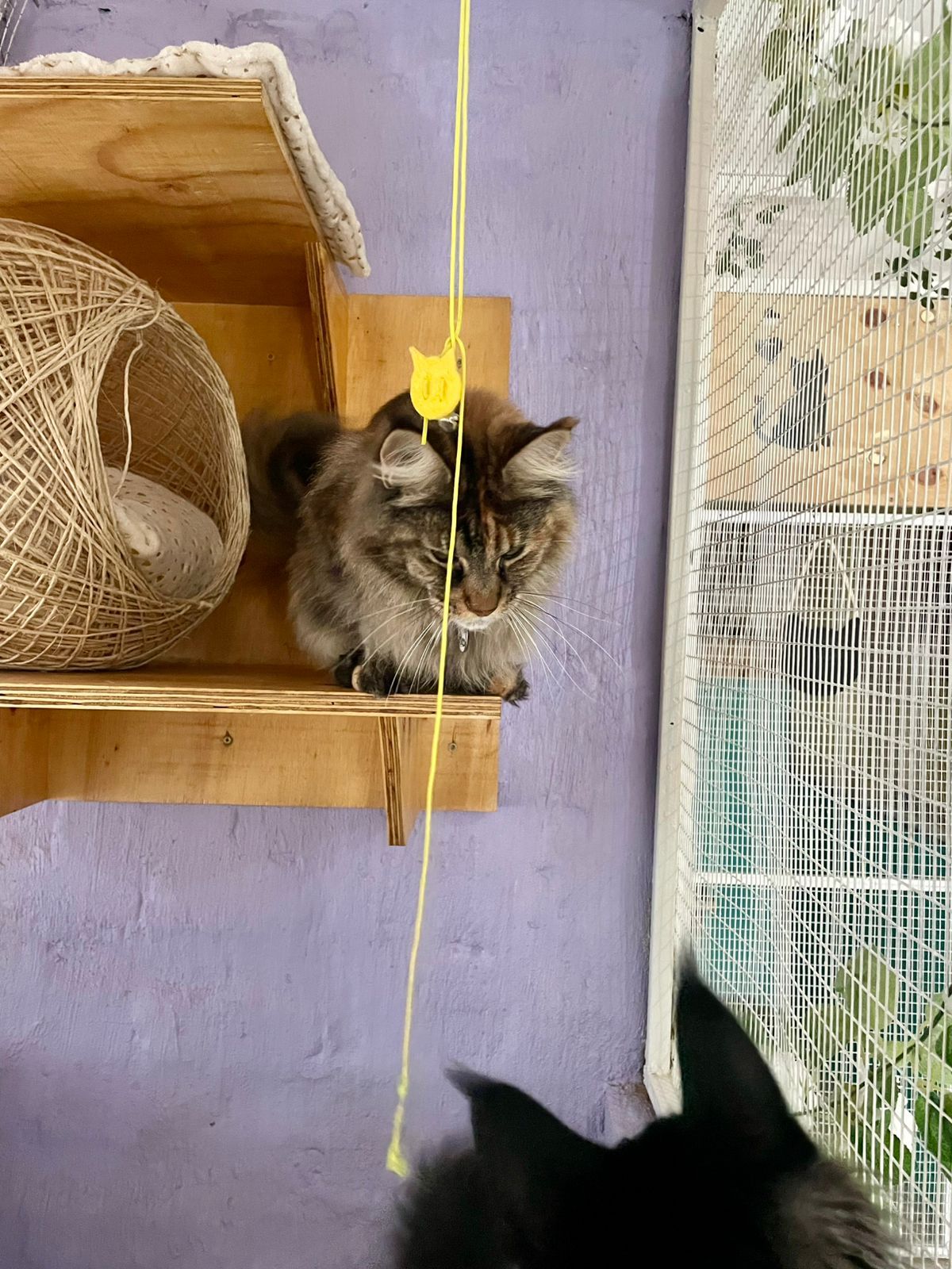 WhatsApp Image 2025-06-11 at 15.50.39_1e72ec0c