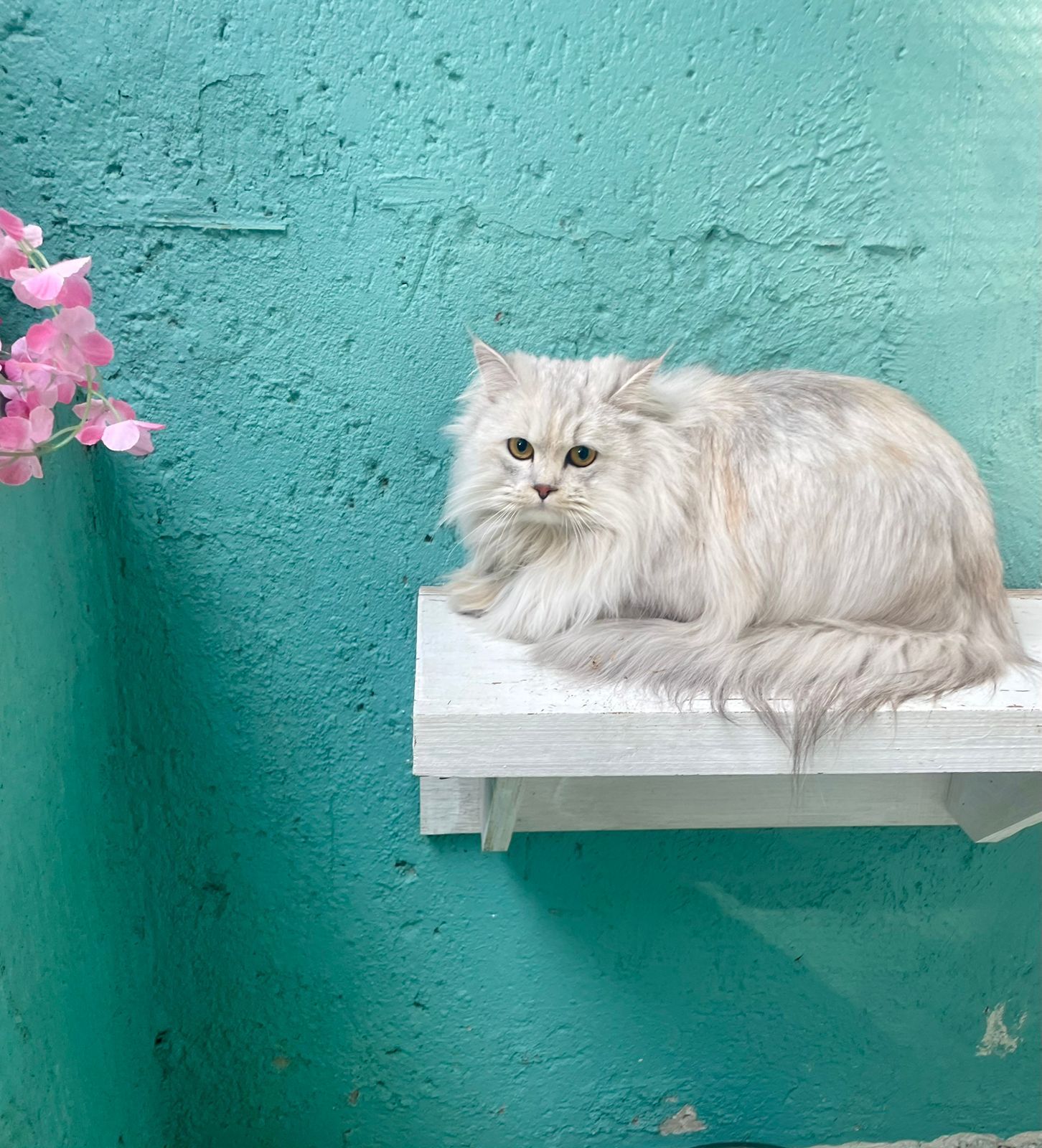 WhatsApp Image 2025-06-11 at 15.50.41_af6b3e5d