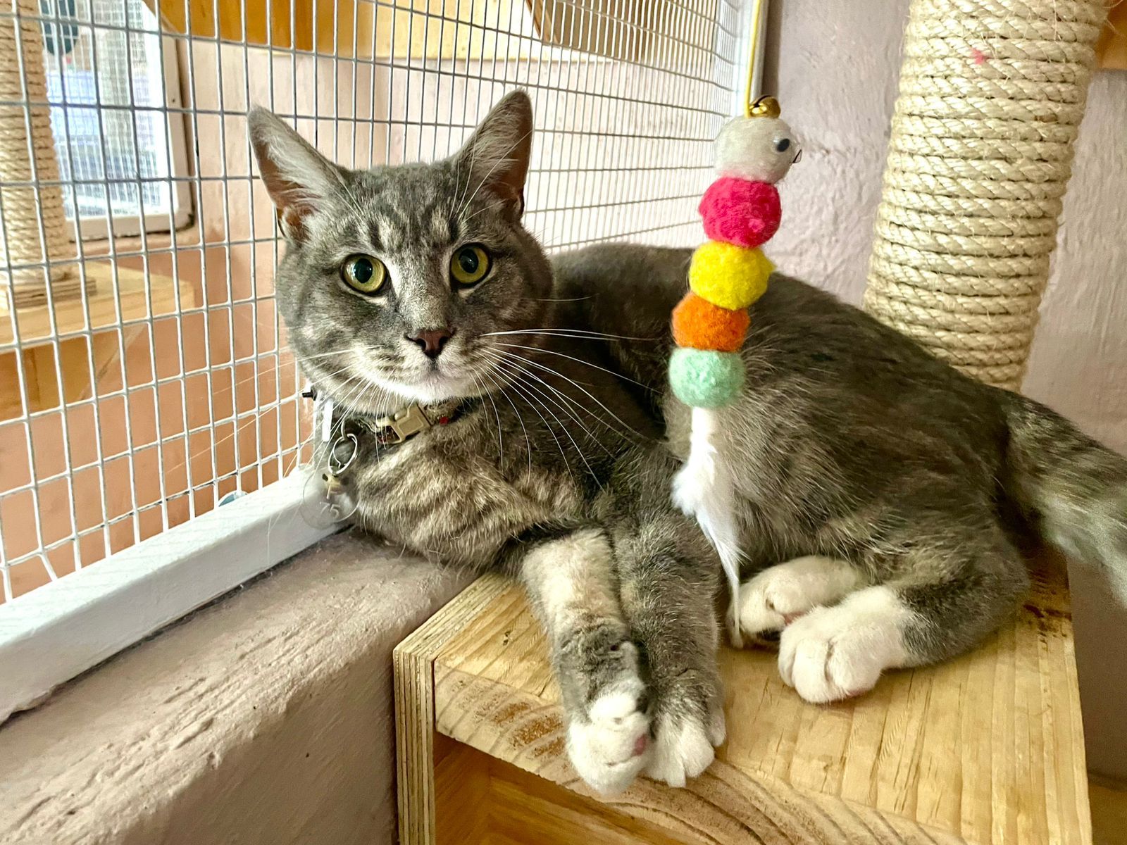 WhatsApp Image 2025-06-11 at 15.50.38_51ff4dce